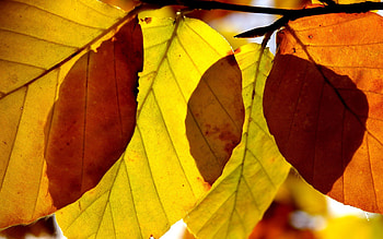 Leaves, Macro, Shine, Light, Shadow, Veins HD wallpaper