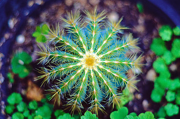 Flower, Macro, Cactus, Thorns, Prickles HD wallpaper