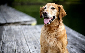 Animals, Dog, Muzzle, Relaxation, Rest, Labrador, Language, Tongue HD wallpaper