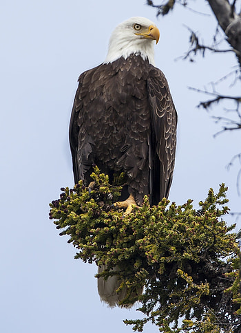Bald Eagle, , Majestic bird, Jooinn website HD phone wallpaper
