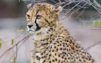 Cheetah, animal, nature, cat HD wallpaper
