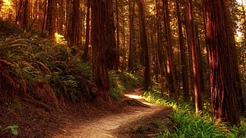 Cedar Tree, Redwood national parks, Majestic nature, State parks HD wallpaper