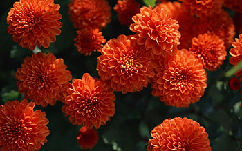 Flowers, Bright, Close-Up, Dahlias, Buds HD wallpaper