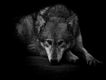 Gray Wolf, , , Lone wolf HD wallpaper