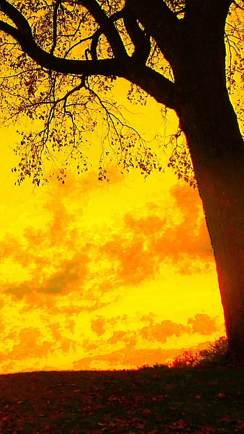 A Yellow, Sunset, Nature Background HD phone wallpaper
