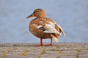 Mallard, duck, close up HD wallpaper