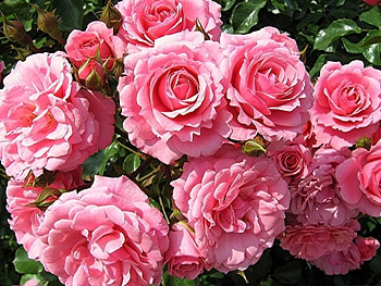 Plants, Flowers HD wallpaper