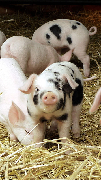 pigs, Hay, Small babies HD phone wallpaper