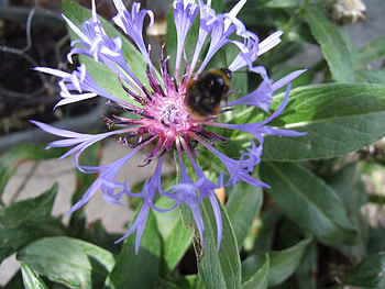 A Bee on a beautiful blue flower, bees, nature, flowers HD wallpaper