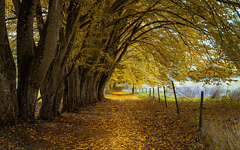 Autumn Path in Belgium, fence, path, Belgium, field, trees, autumn HD wallpaper