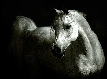 The grey, shadows, white, grey, black background, stallion, handsome HD wallpaper