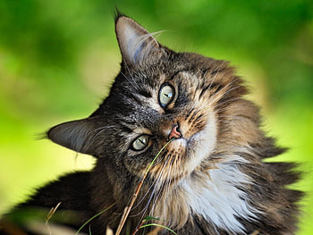 Nice cat, animal, kitten, cat, feline, pet HD wallpaper