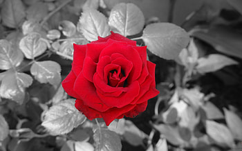 ROSE, PETALS, LEAVES, NATURE, COLORS HD wallpaper