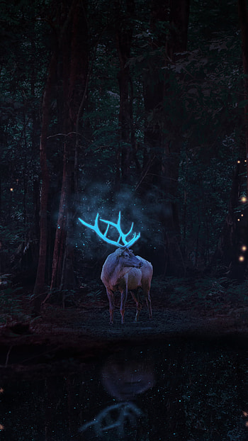Nature, deer, reindeer, , dark, jungle HD phone wallpaper