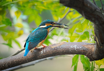 common kingfisher, Animal, kingfisher HD wallpaper