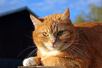 Animals, Cat, Muzzle, Sight, Opinion, Fat, Thick HD wallpaper