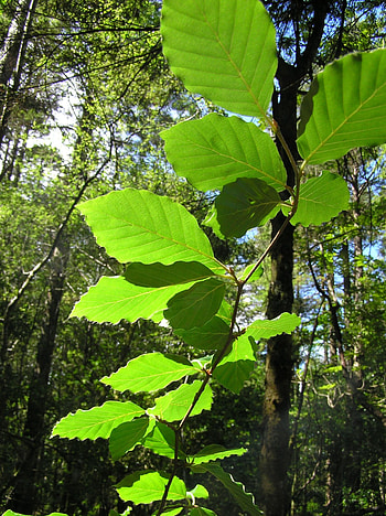 Leaves, Beech Tree HD phone wallpaper