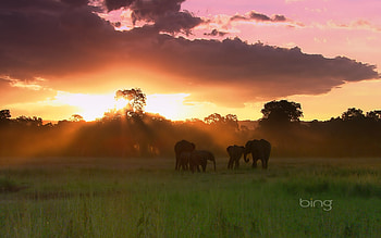 A Herd Of Elephants, Elephants, Of, A, Herd HD wallpaper