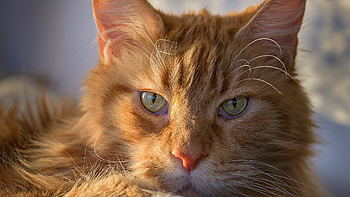 Animal, cat HD wallpaper