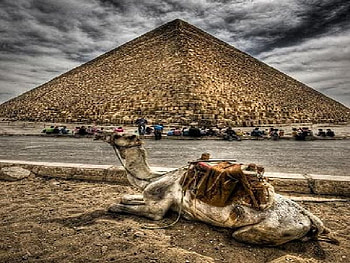 pyramids, egpyt, camel HD wallpaper
