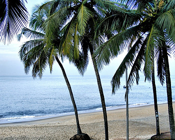 Palms, nature, beaches HD wallpaper