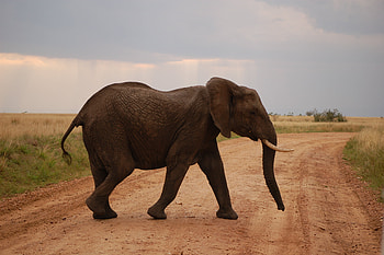 Maasai Mara National Reserve, National park in Kenya, Nature's wonders, Trip of a lifetime HD wallpaper