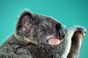 Animals, Muzzle, Sleep, Dream, Koala HD wallpaper