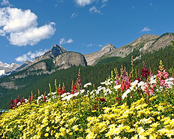 Mountains Summer, summer, flowers, mountains, field HD wallpaper