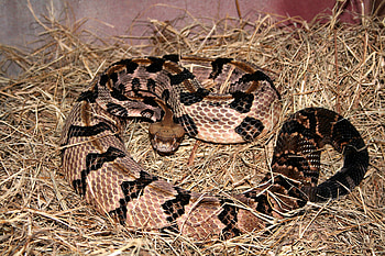Timber rattlesnake, Rattlesnake HD wallpaper