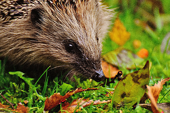 Animals, Muzzle, Foliage, Prickles, Thorns, Hedgehog HD wallpaper