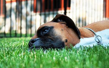 Dog, sweet, dogs, puppies, cute, beautiful, playful, playful dog, puppy, pretty, animals, face, lovely HD wallpaper