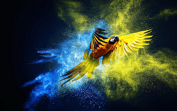 Parrot OS, Parrot Linux HD wallpaper