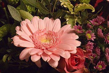 Flowers, gerbera, close up HD wallpaper