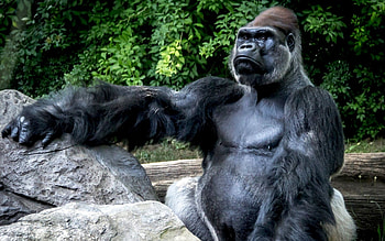 Animals, Monkeys HD wallpaper