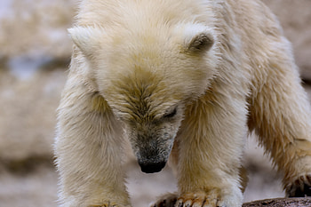 Polar bear, white, predator, wildlife HD wallpaper