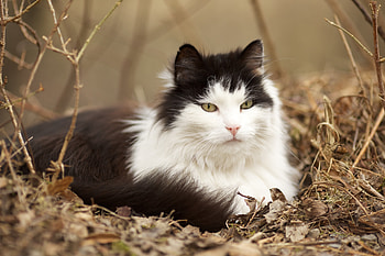 Animals, Grass, Leaves, Cat, Fluffy, To Lie Down, Lie HD wallpaper