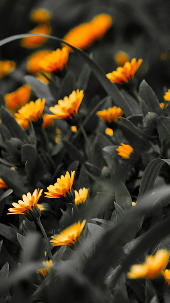 Black Flowers, Yellow Flowers HD phone wallpaper