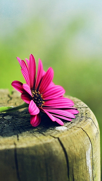 Flower, Pink Flower, Beautiful HD phone wallpaper