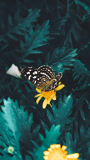 Animals, Flower, Butterfly HD phone wallpaper