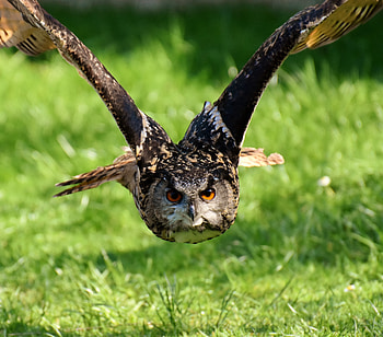 Owl, bird, predator, flight HD wallpaper