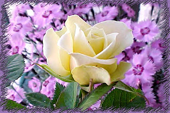 It yellow rose, rose, flowers HD wallpaper