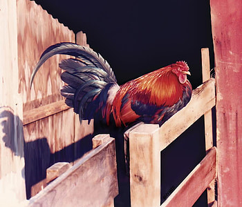 Snooze alarm, by Barbara Hymer, animal, chicken, barbara hymer, art HD wallpaper