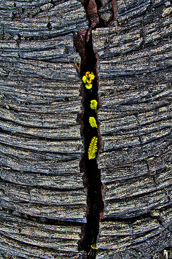 Nature, Rock, Plant, Fern, Stone, Crack HD phone wallpaper