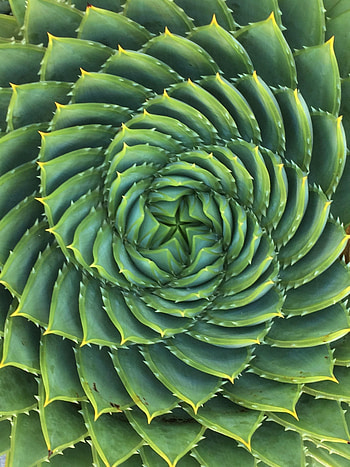 Plant, Miscellanea, Miscellaneous, Spiral, Thorns, Spikes, Succulent HD phone wallpaper