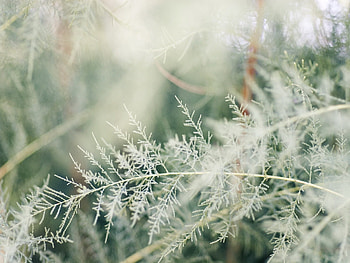 Grass, Macro, Light, Branches, Form, Light Coloured HD wallpaper