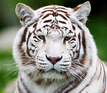Animals, Muzzle, Predator, Tiger, White Tiger HD wallpaper