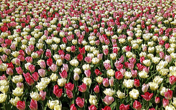 tulips, fun, cool, nature, flowers HD wallpaper
