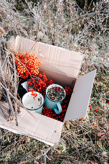 Berries, Miscellanea, Miscellaneous, Branches, Box, Mugs, Rowan HD phone wallpaper