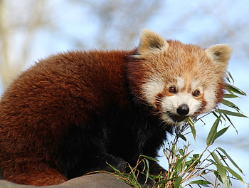 Animals, Animal, Nice, Sweetheart, Bamboo, Red Panda HD wallpaper