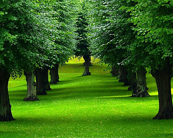 Cool lane in Summer's Park, inviting, green, cool, trees, nature, grass, beauty, park, graphy HD wallpaper